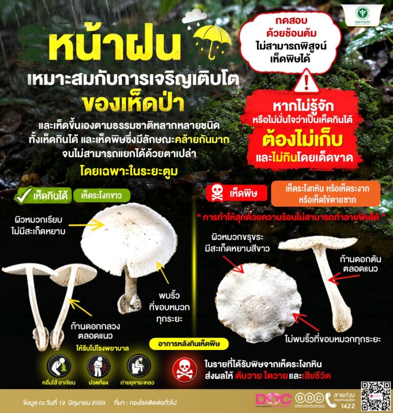 หน้าฝน ของเห็ดป่า